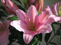 �I���G���^�������A�X�J�VLA