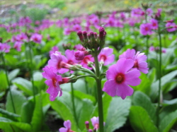 �l�X�Ȃ���