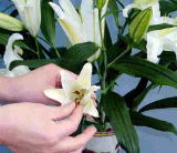 �����̉ԕ��̂Ƃ��